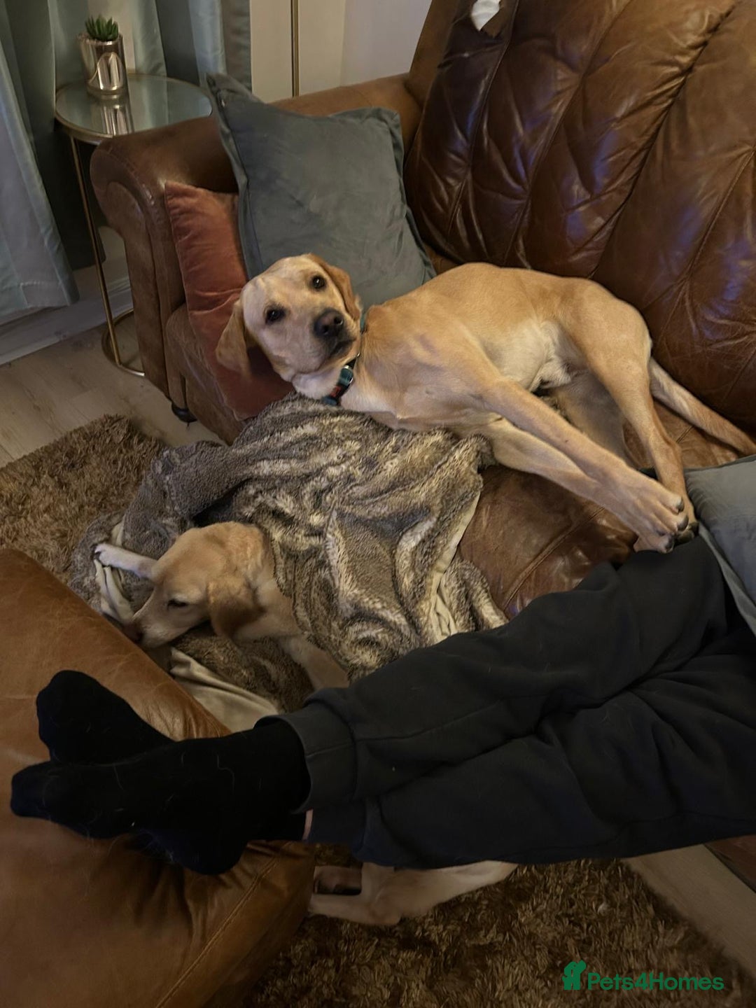 Labrador Retriever dogs for stud: Billy - 3YO Labrador Retriever Stud in Oxfordshire - Advert 5