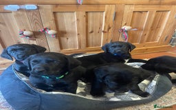 Springador dogs for sale: Beautiful Springador Puppies  - Advert 5