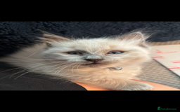 Ragdoll cats for sale: 3 gorgeous rag dolls ready to leave  - Image 8