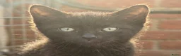 Bengal cats for sale: Beautiful Bengal x Korat kittens  - Advert 10