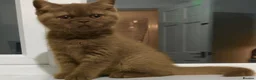 British Shorthair cats for sale: Chocolate British Shorthair Girl - Advert 4