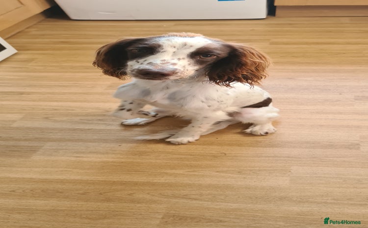 English Springer Spaniel dogs - Advert 4
