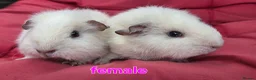 Guinea Pig rodents for sale: Pure breed Teddy guineapigs  - Advert 6