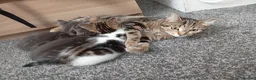 Mixed Breed cats for sale: 🐾 3 Adorable Tabby Kittens Ready Now🐾 in Cramlington - Advert 3