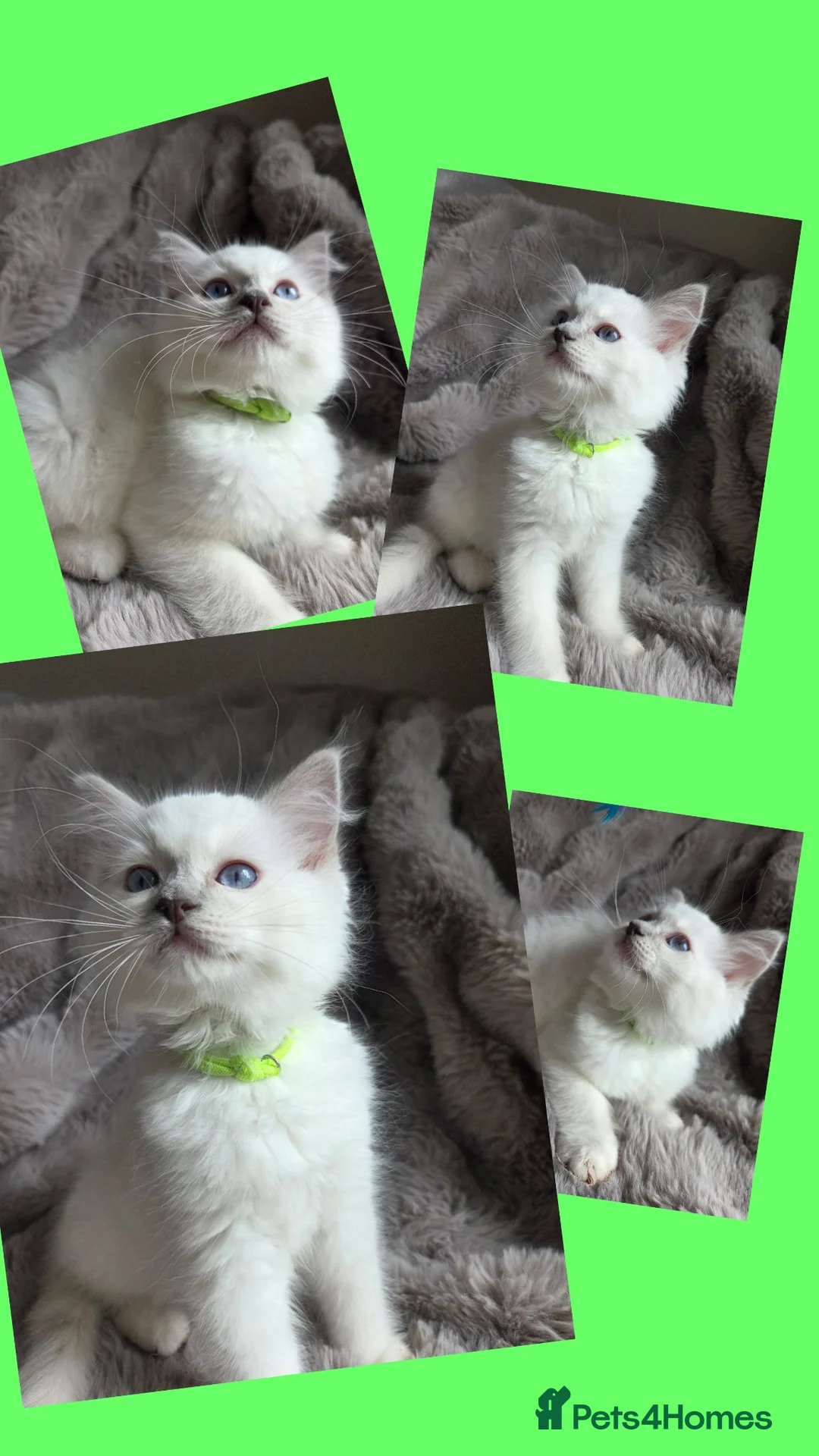 Ragdoll cats for sale: 🏆GCCF REG. EXTENSIVELY TESTED RAGDOLL KITTENS 🌟 - Advert 10