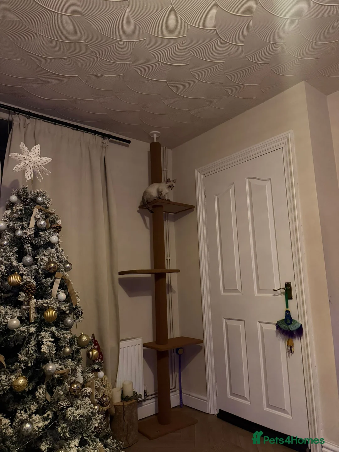 Bengal cats for sale: Guaranteed to be Cuddly *ready now*  - Advert 27