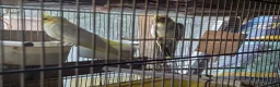 Cockatiels birds for sale: Baby  Cockatiels for sale  - Advert 2