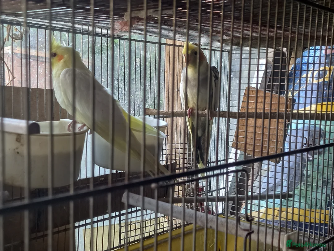Cockatiels birds for sale: Baby  Cockatiels for sale  - Advert 2