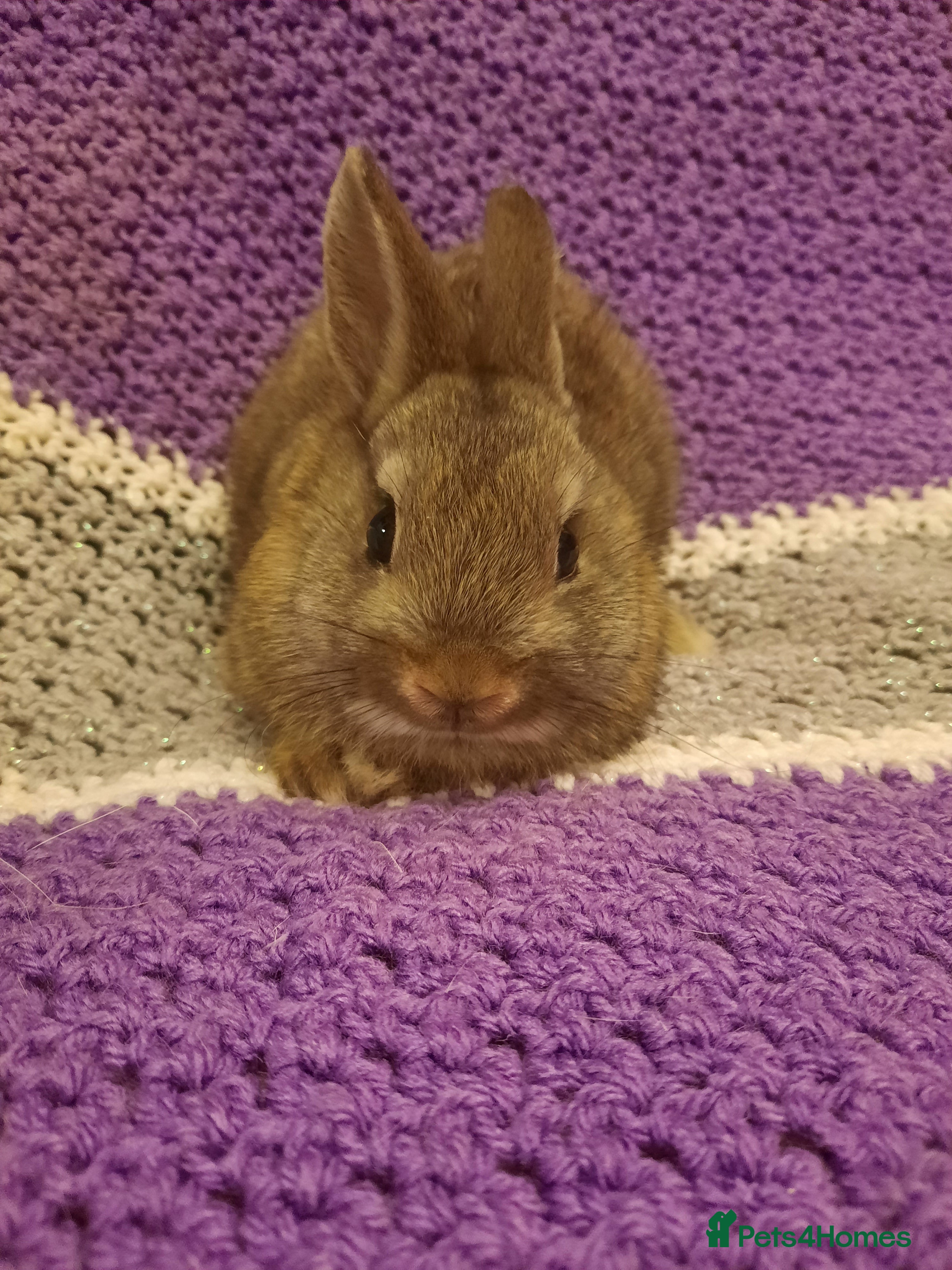 Netherland Dwarf rabbits Five Litters Of Netherland Dwarf Babies - Advert 3