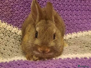 Netherland Dwarf rabbits - Advert 22