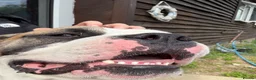 Alapaha Blue Blood Bulldog dogs for sale: Adult male Alapaha blue blood bulldog  in Gloucester - Advert 8