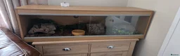 Python Snake reptiles for sale: Banana royal python  - Advert 10