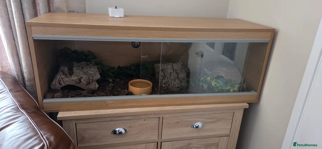 Python Snake reptiles for sale: Banana royal python  - Advert 10