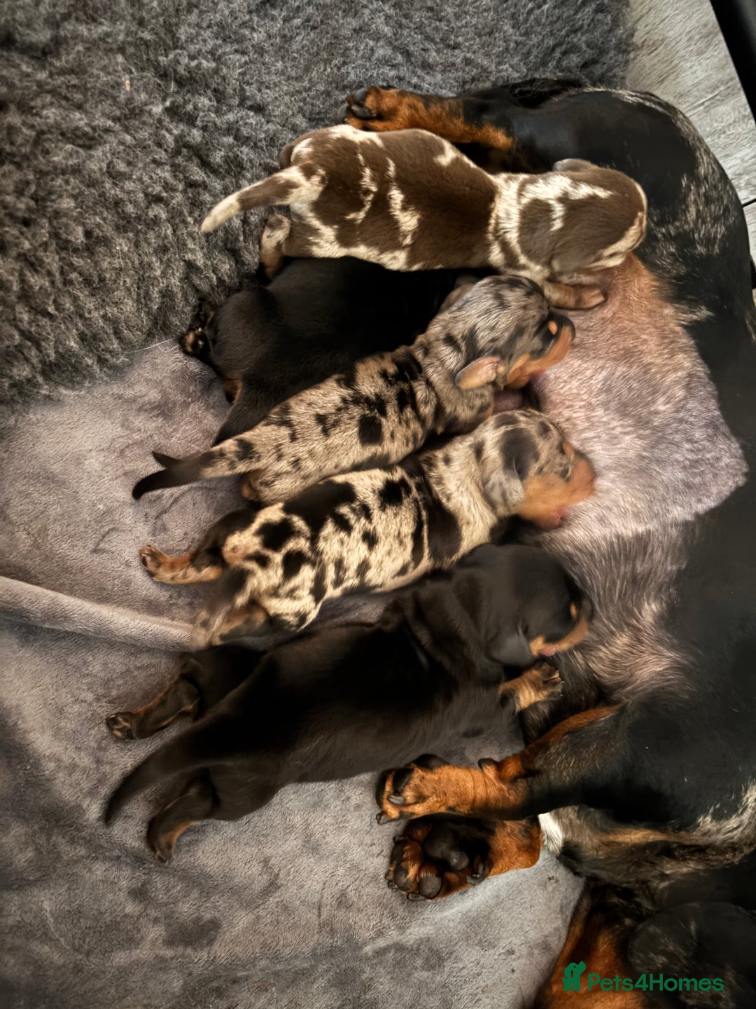 Miniature Dachshund dogs for sale: Stunning Miniature Dachsund pups available  - Image 3