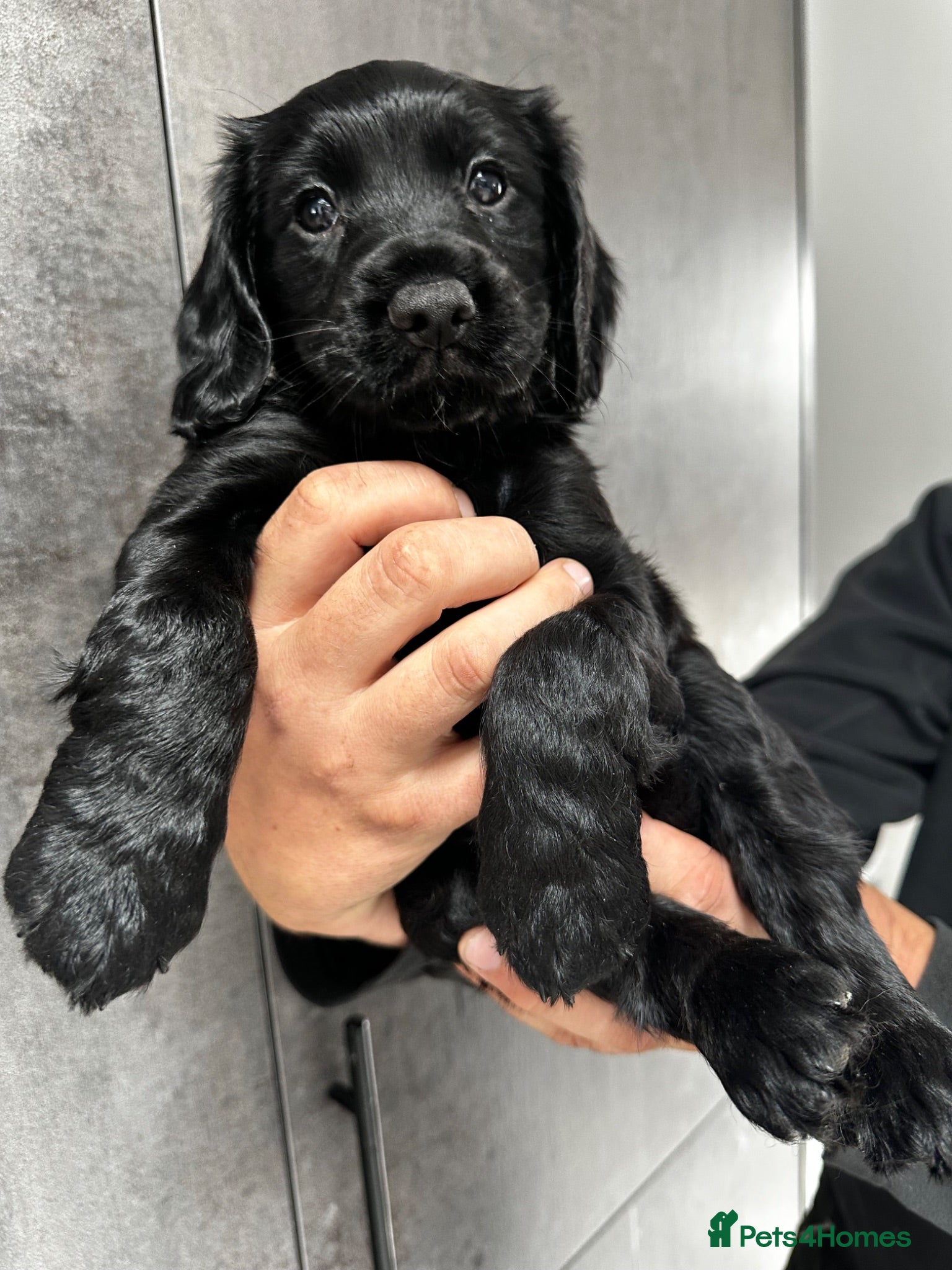 Cocker Spaniel dogs KC Registered Cocker Spaniels–DNA Clean parents 👑 - Advert 7