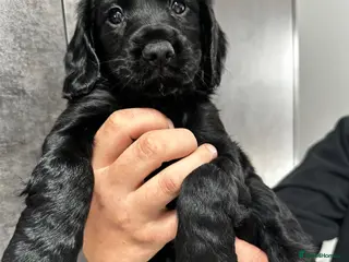 Cocker Spaniel dogs KC Registered Cocker Spaniels–DNA Clean parents 👑 - Advert 7