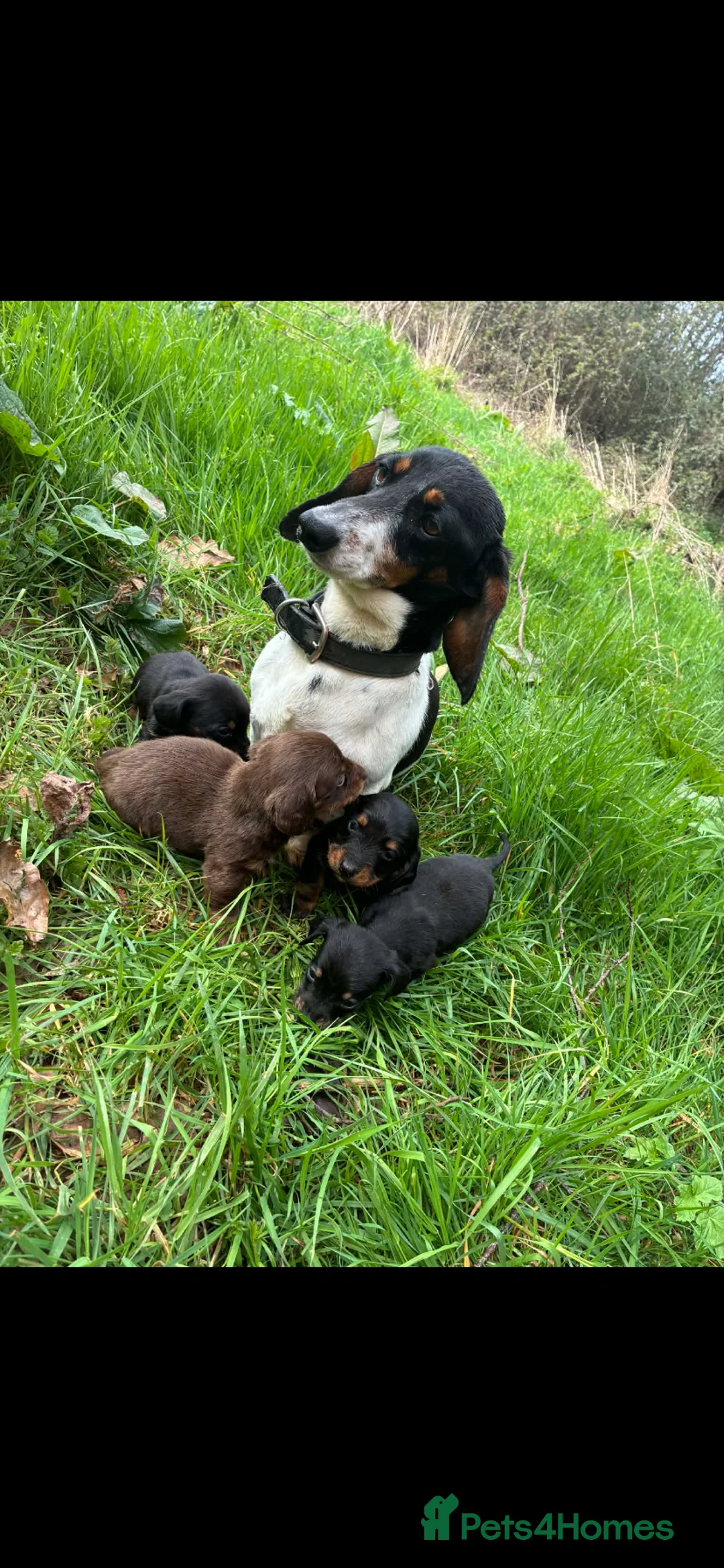Dachshund dogs for sale: 1 boy Dutchhound  - Advert 1