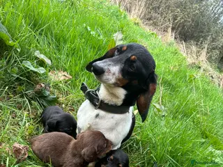 Dachshund dogs 1 boy Dutchhound - Advert 1