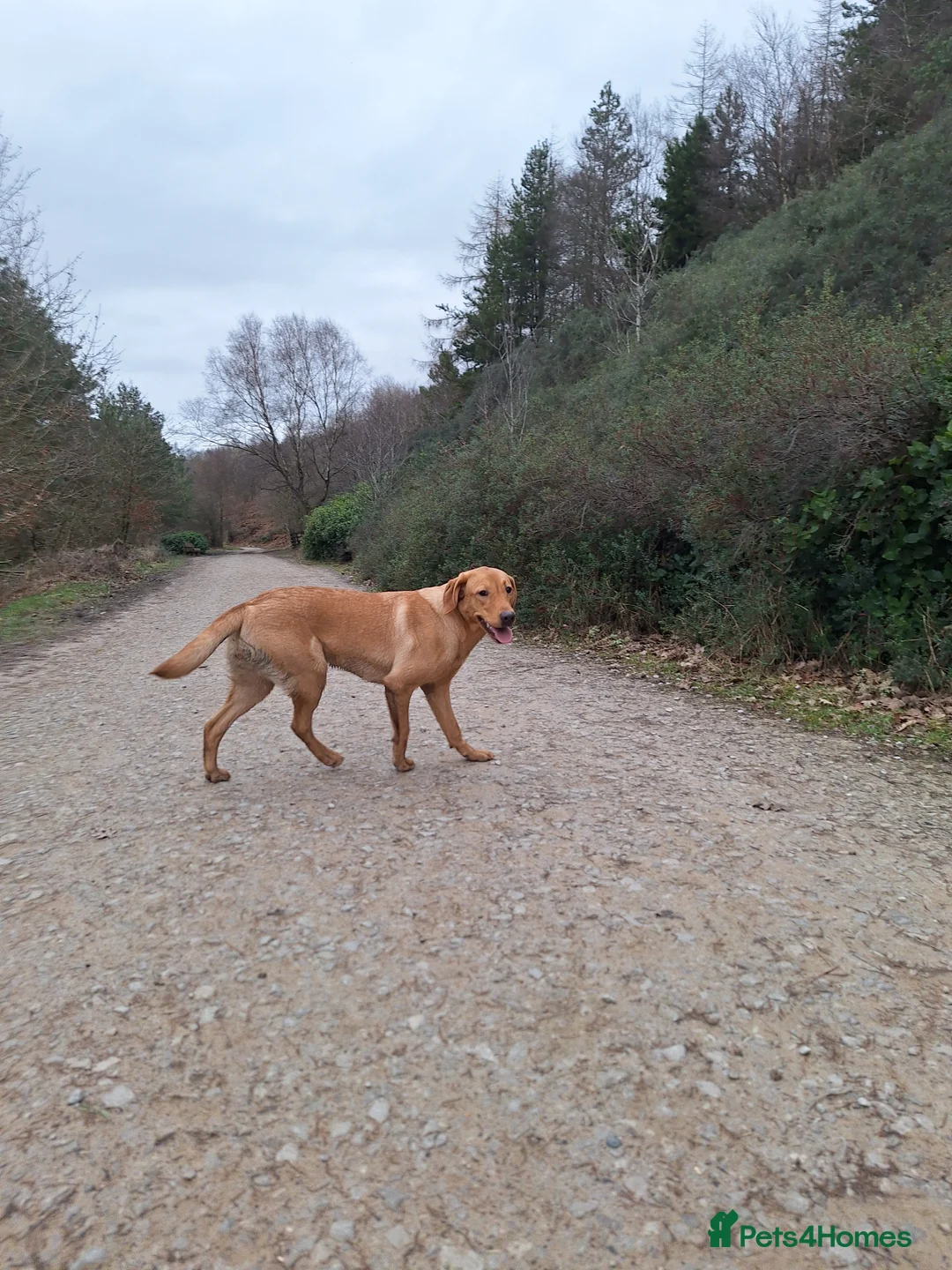 Labrador Retriever dogs for sale: Labrador Bitch 8 months old - Advert 19