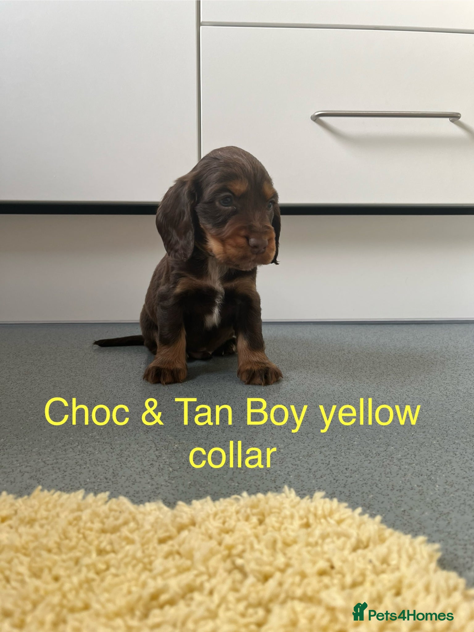 Cocker Spaniel dogs Beautiful Show Type Cocker Spaniel Puppies - Advert 2