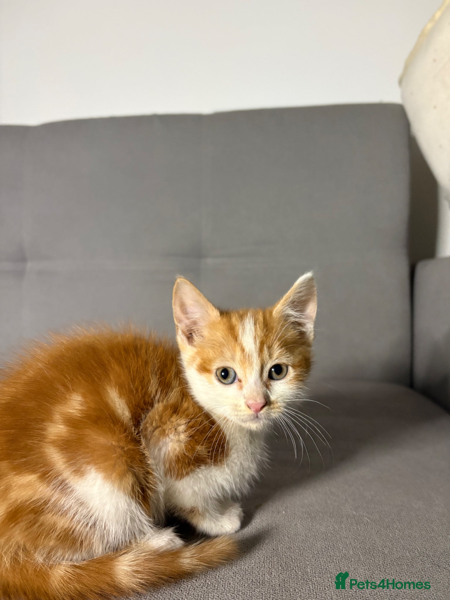 Mixed Breed cats White/Ginger kitten - ready to leave - Advert 1
