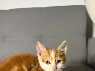 Mixed Breed cats White/Ginger kitten - ready to leave - Advert 1