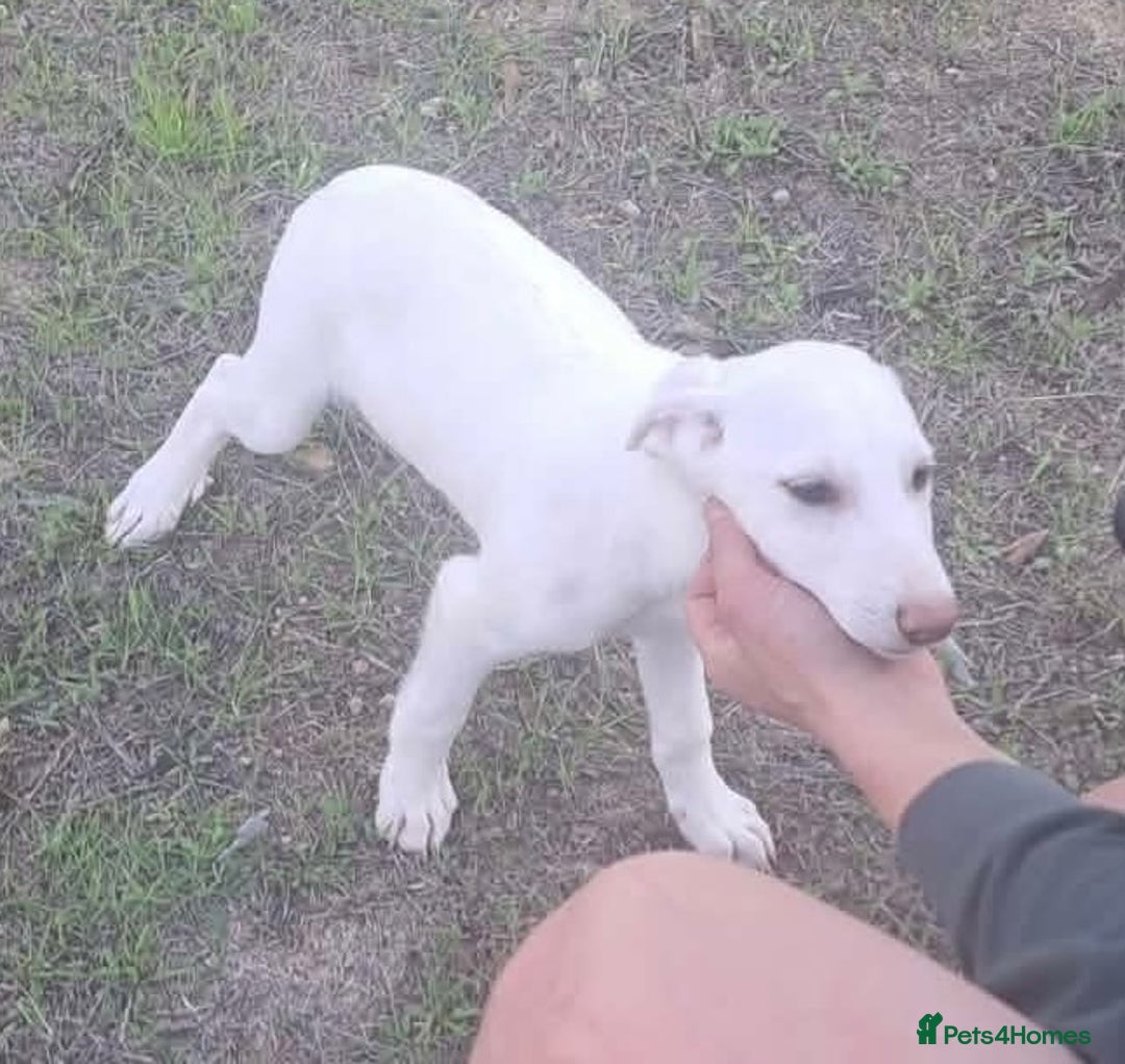 Mixed Breed dogs for adoption: Holly needs a loving home - Advert 9