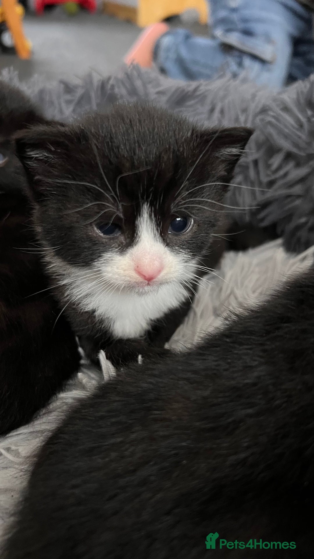 Mixed Breed cats for sale: adorable tuxedo kittens - Advert 23
