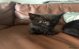 Ragdoll cats for sale: Beautiful Ragdoll mixed kittens for sale - Image 7