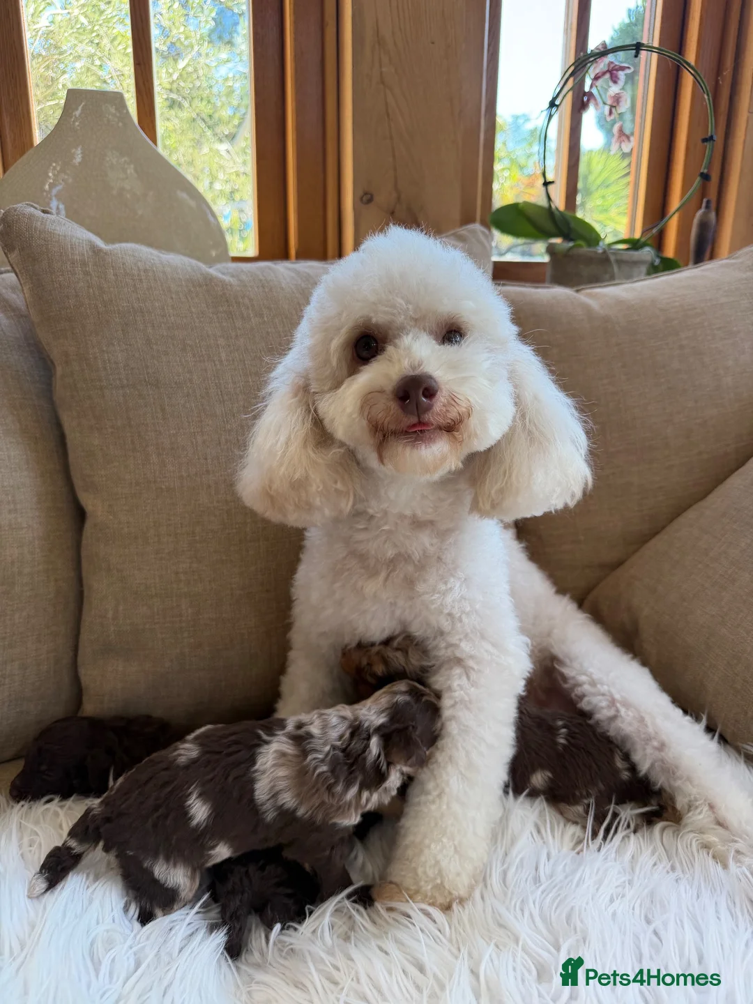 Toy Poodle dogs for sale: E ** tensively health tested toy poodles  in Romford - Advert 1
