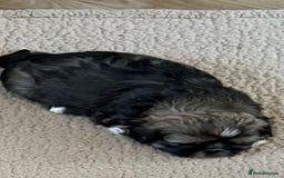 Shih Tzu dogs for sale: 2 beautiful puppies 1boy and 1 girl  - Image 3
