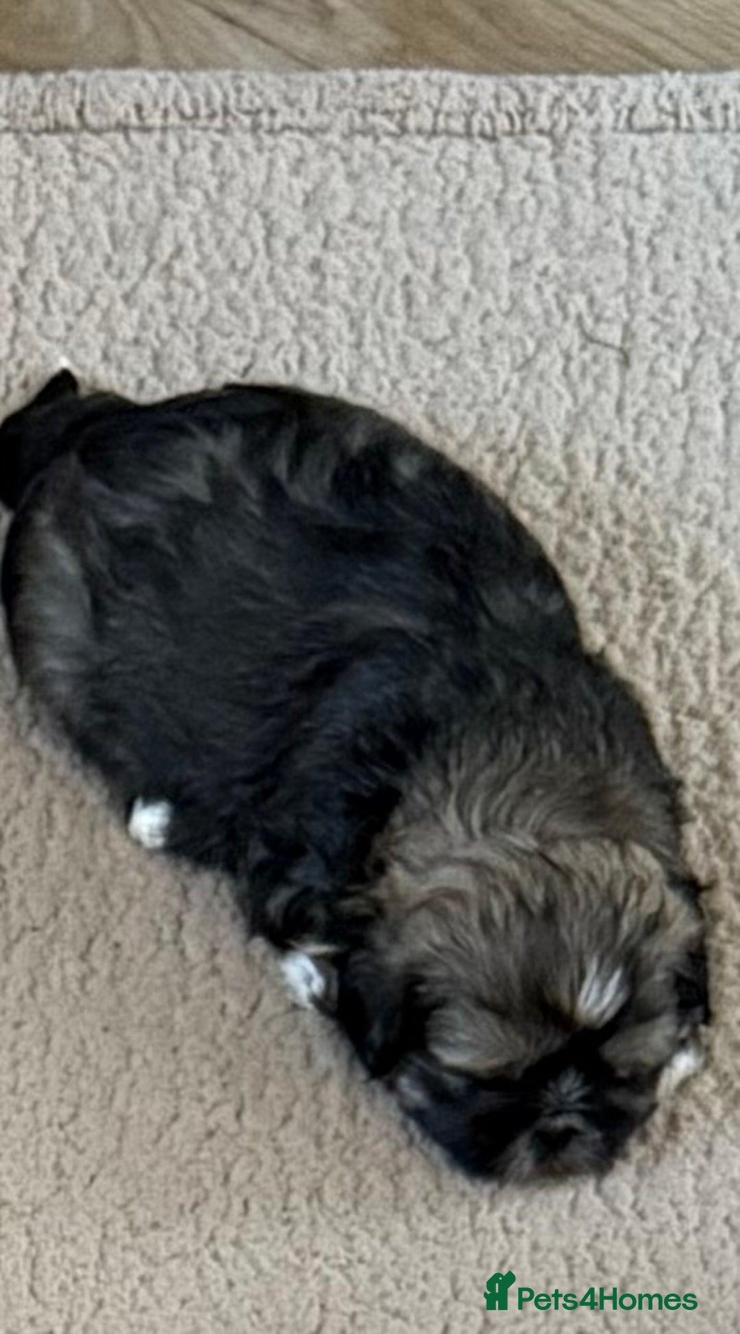 Shih Tzu dogs for sale: 2 beautiful puppies 1boy and 1 girl  - Image 3