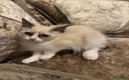 Ragdoll cats for sale: GCCF ragdoll kittens  - Image 11