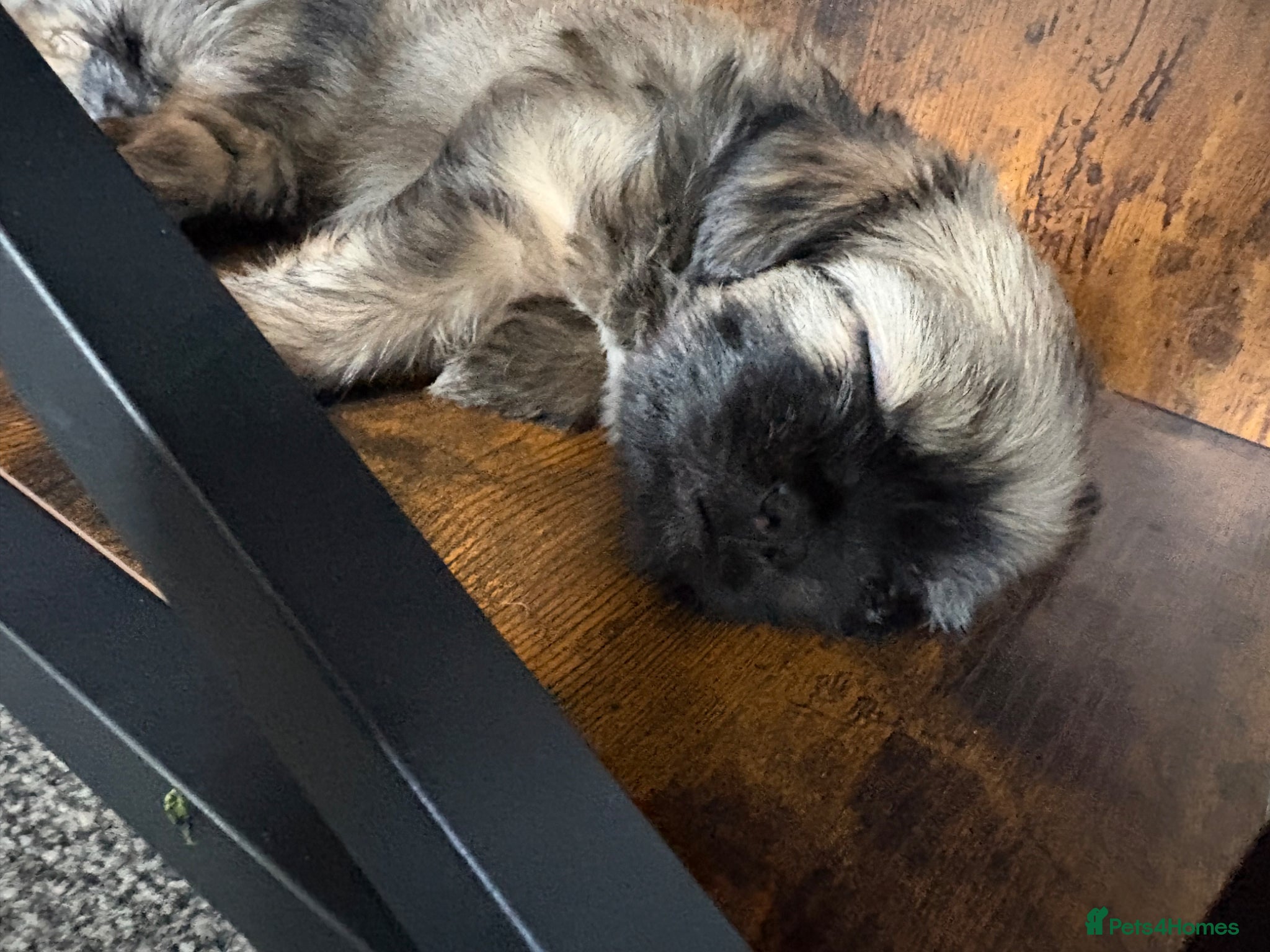 Mixed Breed dogs All pups now have homes thank you.  - Advert 2