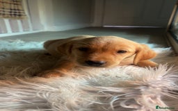 Labrador Retriever dogs for sale: Stunning Labrador puppies ready Wednesday!!! - Image 5