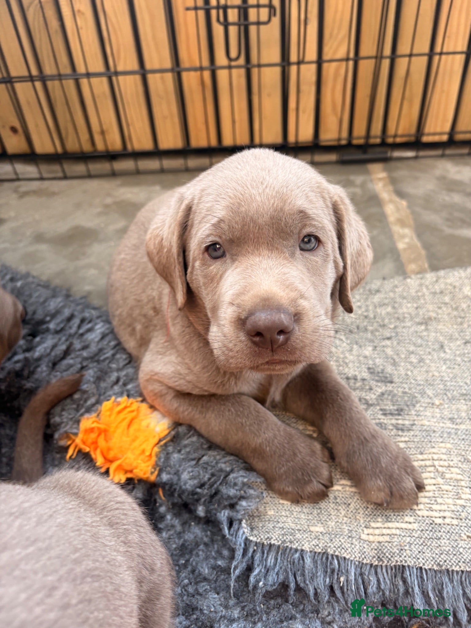 Labrador Retriever dogs KC registered Silver Labrador puppies for sale - Advert 1