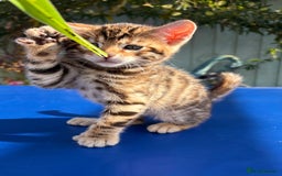 Keetso cats for sale: Stunning golden keetsos  - Image 34