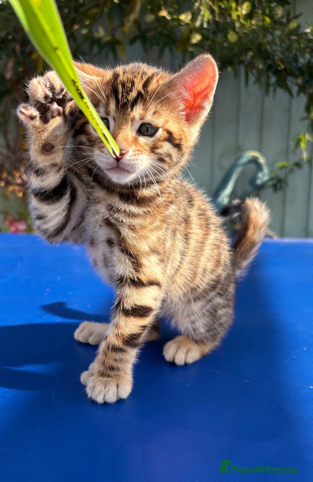 Keetso cats for sale: Stunning golden keetsos  - Image 34