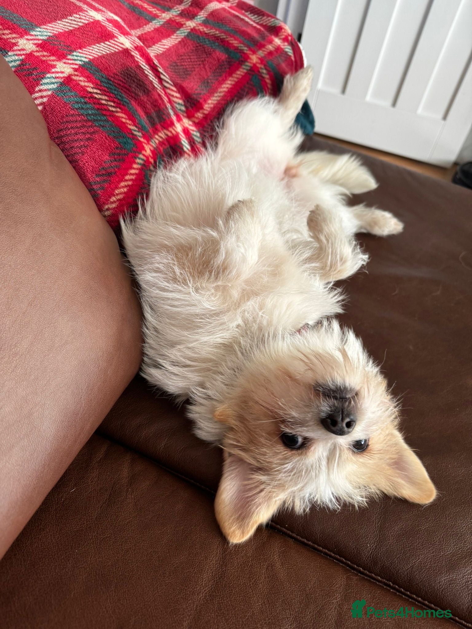 Mixed Breed dogs Cynthia - Advert 5