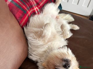 Mixed Breed dogs Cynthia - Advert 5