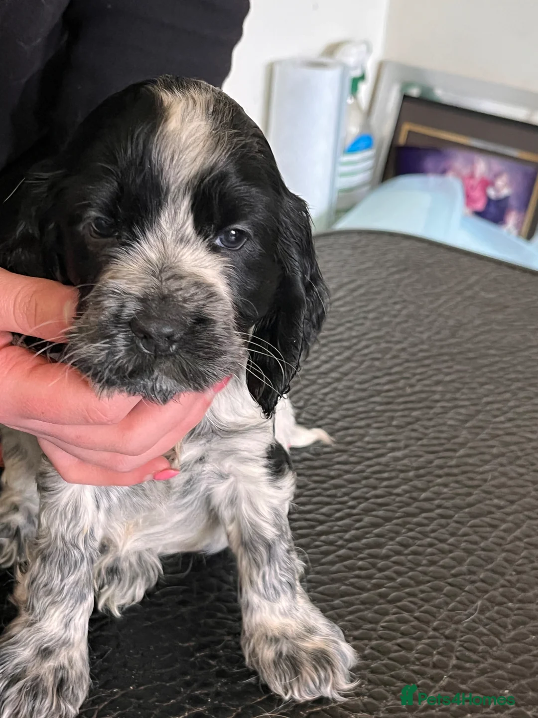 Cocker Spaniel dogs for sale: Blue Roan Cocker Spaniel puppies - Advert 1