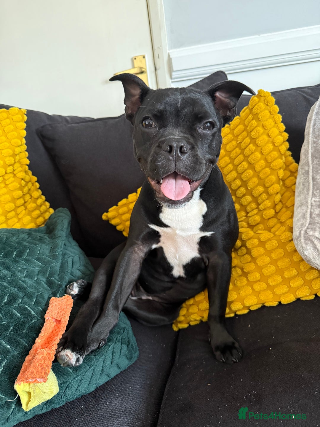 Mixed Breed dogs for sale: Piglet - Image 1
