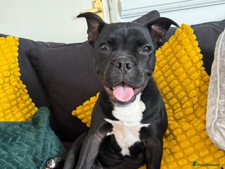 Mixed Breed dogs - Advert 8