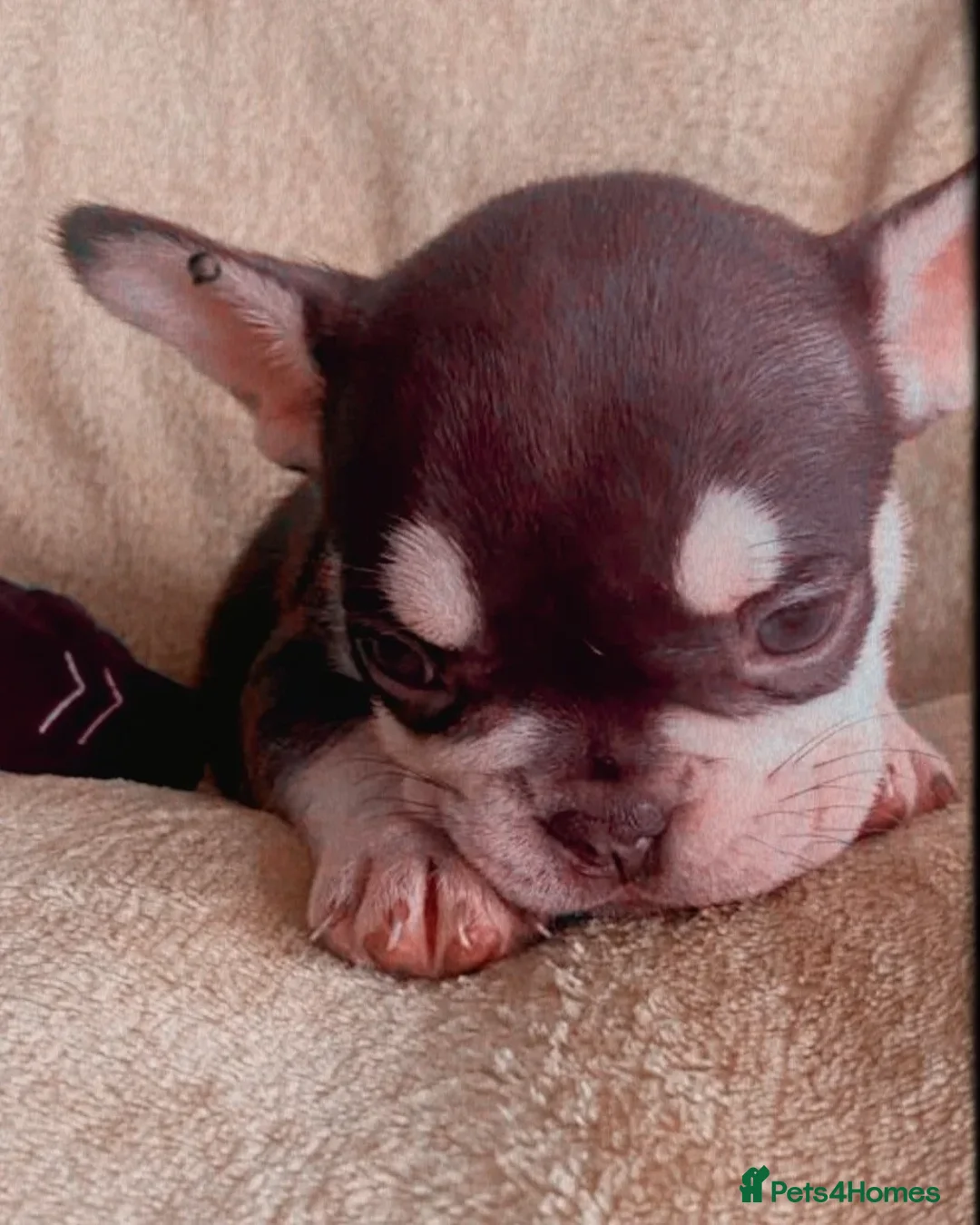 French Bulldog dogs for stud: KC TOP DRAW STUD Ramsgate  in Ramsgate - Advert 16