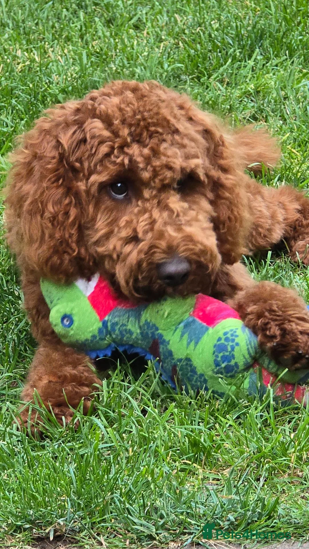 Cockapoo dogs for sale: 1-Year-Old Cockapoo Looking for His Forever Home in Norwich - Advert 13