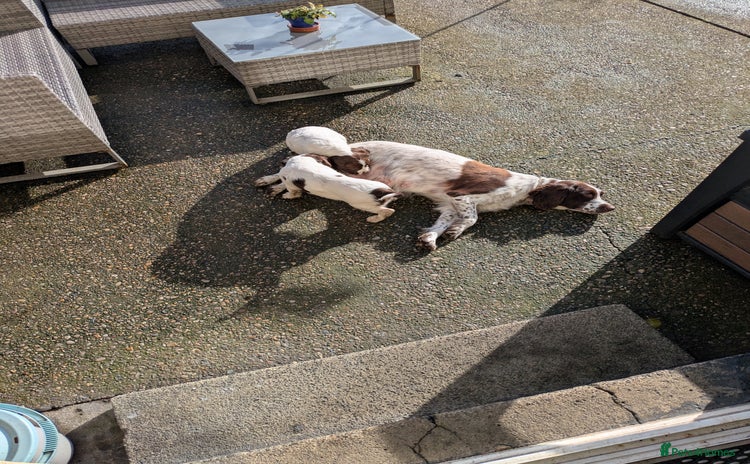 English Springer Spaniel dogs - Advert 1