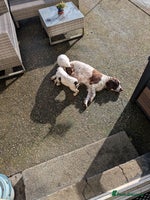 English Springer Spaniel dogs English Springer Spaniels - Advert 5