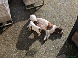 English Springer Spaniel dogs - Advert 18
