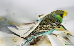 Parakeets birds for sale: Various colours/age  budgies  - Image 7
