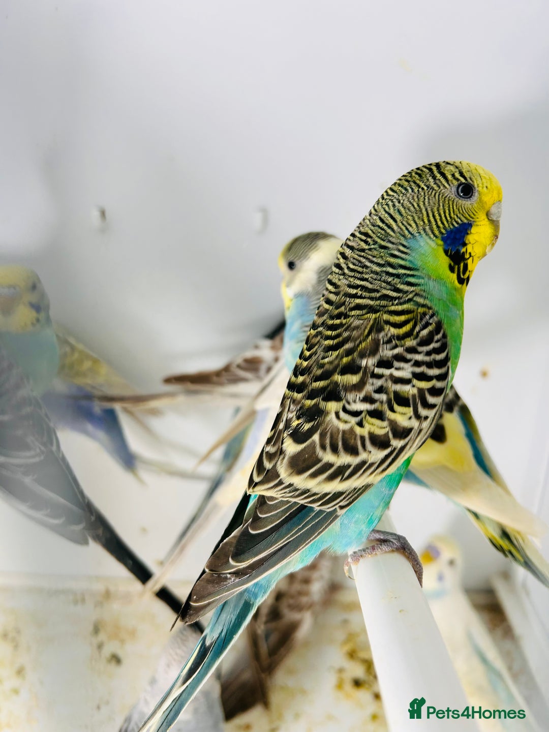 Parakeets birds for sale: Various colours/age  budgies  - Image 7